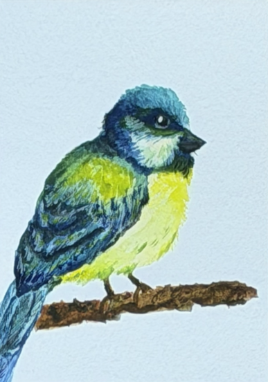 Miniature ACEO watercolor painting of a blue and yellow bird perched on a branch, by Céline