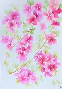 Bougainvillea